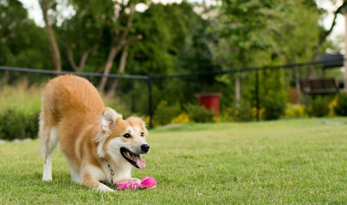 Dog playing in a clean yard